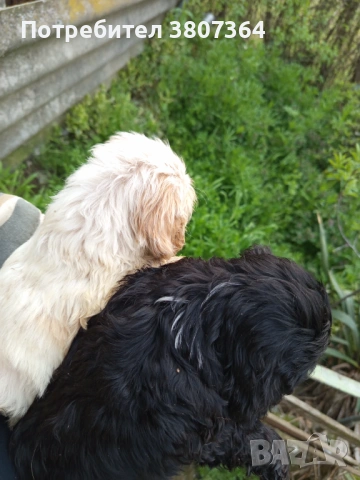 Американски Кокер шпаньол , снимка 14 - Кокер шпаньол - 54175558