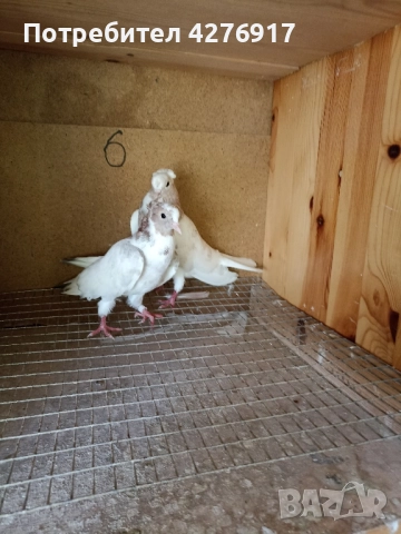 высоколетнии и выртлеви Гьльби различни породи и цветове 