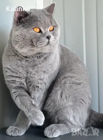 Чистокръвен мъжки британец за разплод, снимка 13 - Търси партньор - 41953795