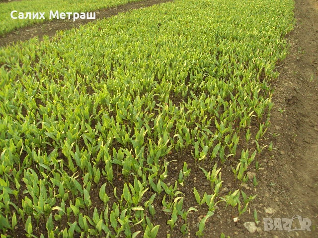 Разсад за пипер, разсад за домати и др., снимка 2 - Разсади - 53056101