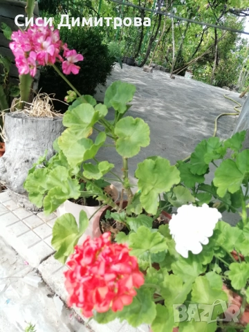Мушкато, снимка 6 - Стайни растения - 51963994