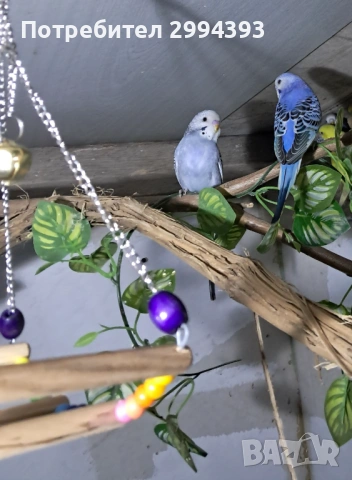 Двойка млади вълнисти папагали, снимка 2 - Папагали - 53004862