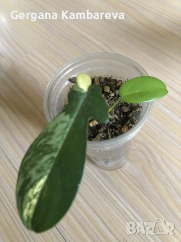 Monstera Aurea, philodendron Florida Beauty, Sodiroi, Cream Splash, Epipremnum Baltic Blue , снимка 5 - Стайни растения - 56086278