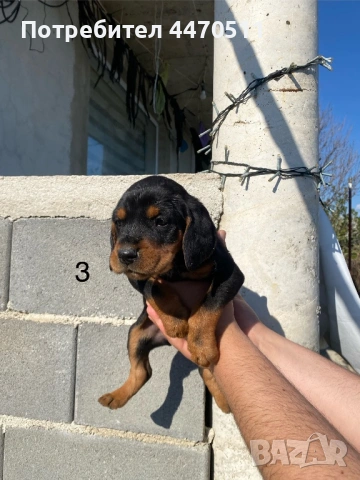 Ловни кучета