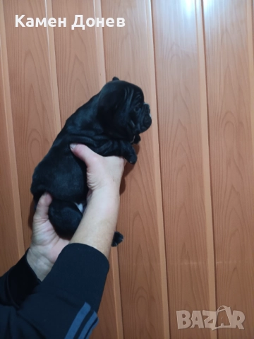 Френски булдог , снимка 15 - Френски булдог - 52957098