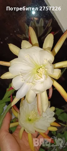 Disocactus crenatus