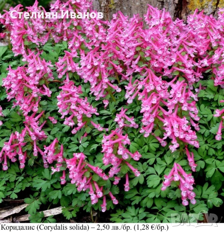 Коридалис, плътногрудеста лисичина (Corydalis solida) – грудки