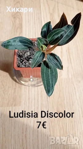 Лудизия земна орхидея / Ludisia Discolor /