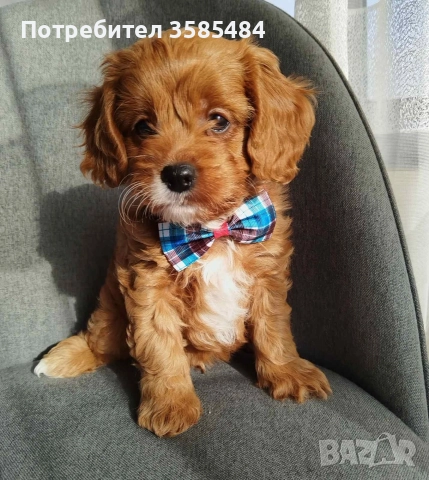 Cavapoo/Mini poodle , снимка 3 - Пудели - 52822958