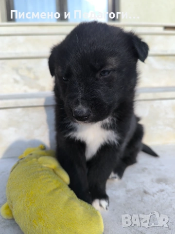 Малка госпожица търси дом, снимка 2 - Други - 53905249