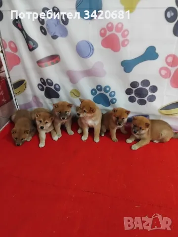 Шиба ину Shiba inu, снимка 4 - Шиба ину - 55902662