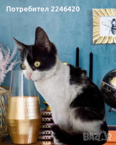 2-месечно момиченце търси дом , снимка 5 - Други - 52253863