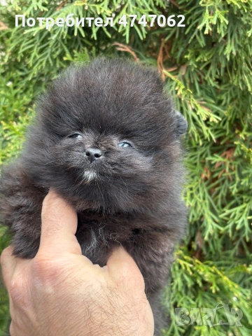 Померан мъжки, снимка 5 - Померан - 54112788