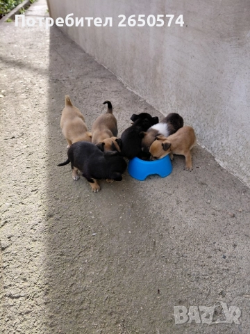 Чихо-пинчери, снимка 2 - Пинчер - 52837625