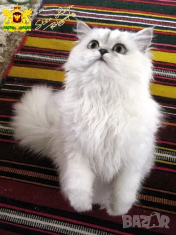Сребърна чинчила, британска дългокосместа котка, коте, котенце, снимка 11 - Чинчили - 48835916