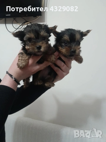 Продавам мини йоркита , снимка 3 - Йоркширски териер - 53928336