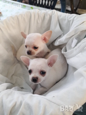 Продавам чихуахуа, снимка 15 - Чихуахуа - 51161252