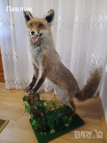 Препарирна лисица