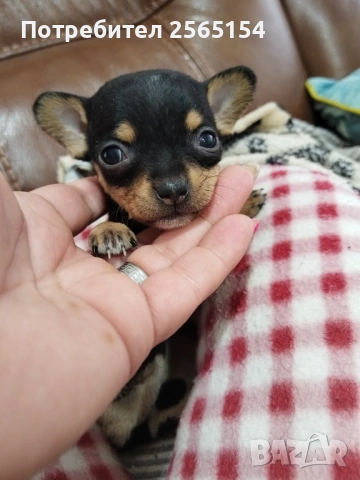 Пинчер момиче, снимка 3 - Пинчер - 54178718