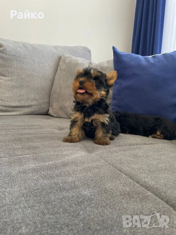 мини йоркширски териер