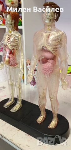 Анатомия на човешко тяло 