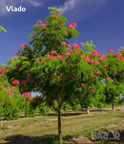 Албиция(Albizia), снимка 4 - Градински цветя и растения - 52443884