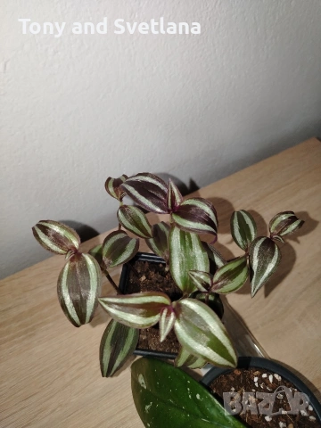 Хоя (Восъчниче), Хлорофитум, Алое (Aloe x delaetii), Традесканция Зебрина в комплект , снимка 3 - Стайни растения - 53314358