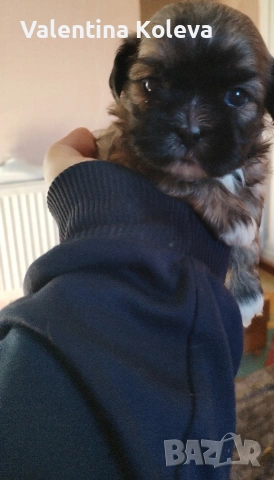 шест щастие любов, порода Ши Тцу , снимка 16 - Ши Тцу - 52838430