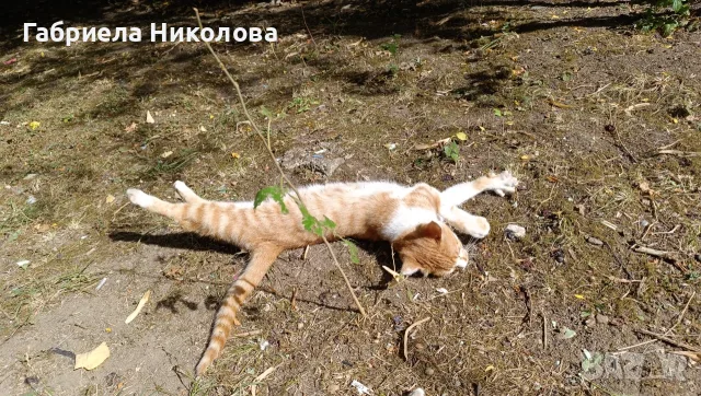 Подарявам коте СПЕШНО , снимка 8 - Други - 56334764