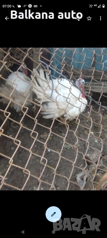 пуяк в заклано състояние 15кг 