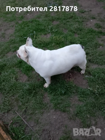 женски френски булдог , снимка 5 - Френски булдог - 52675872