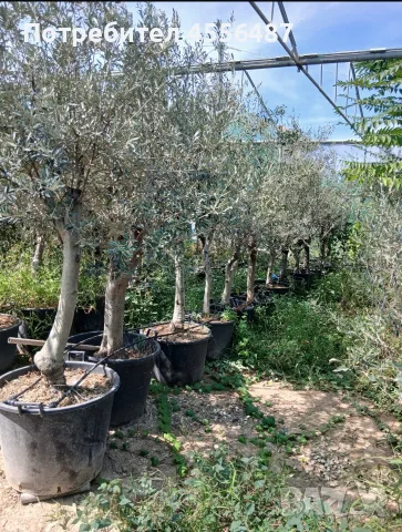 Продуктивни маслинови дървета olea europaea, снимка 3 - Градински цветя и растения - 56138815