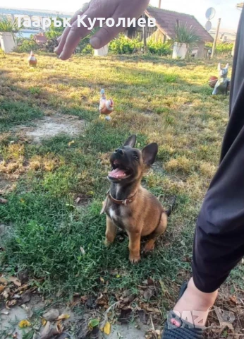 Белгийска овчарка , снимка 1