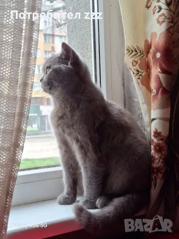 котка женска котка 