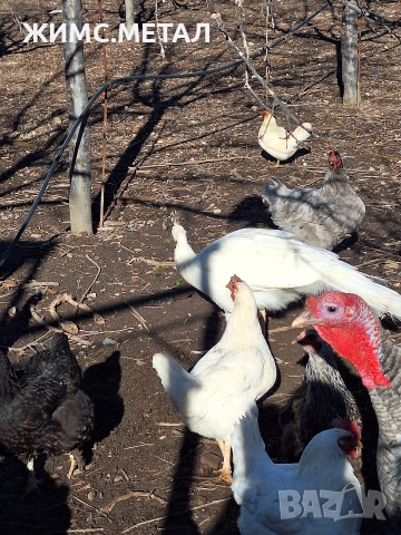 Женски пауни, снимка 3 - други­ - 53104348