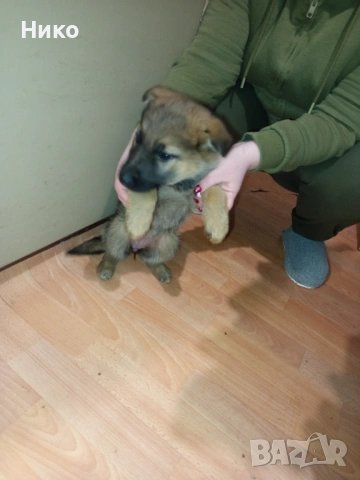 Женска немска овчарка, снимка 2 - Немска овчарка - 53155892