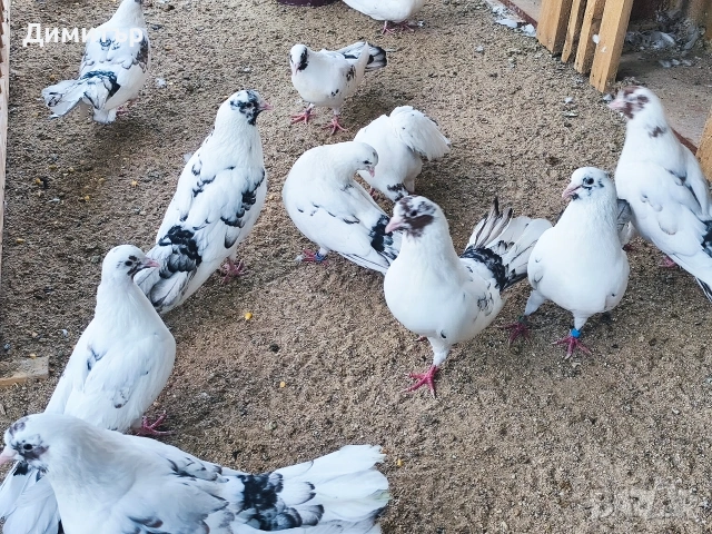 Закъртени гълъби , снимка 4 - Гълъби - 53220215