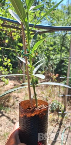 Зокум/ Олеандър в бял и розов кичест цвят