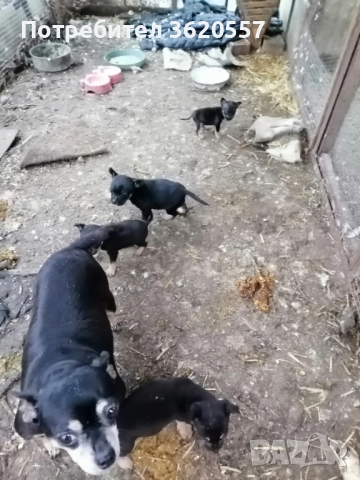 Пинчер, снимка 5 - Пинчер - 52972639