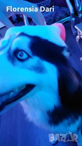 Сибирска хъска, снимка 3 - Хъски - 53324128