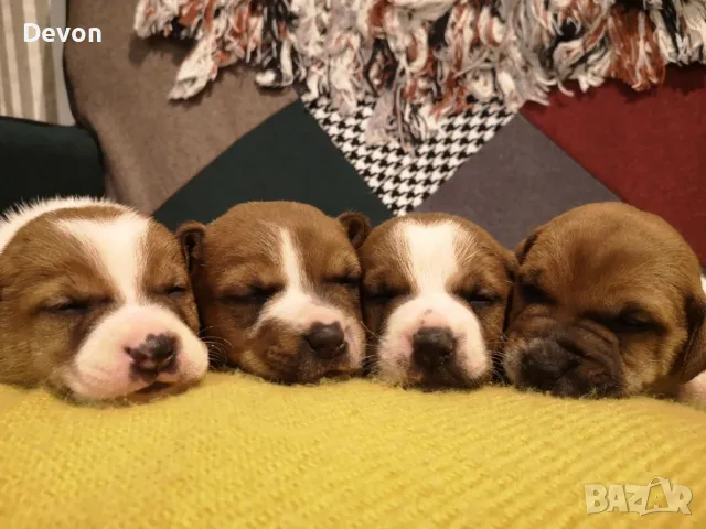 Джак Ръсел Териер, родословие, снимка 18 - Джак ръсел териер - 41122946