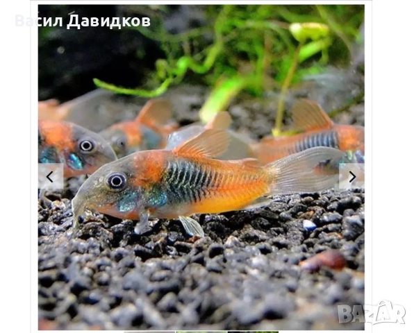 Коридорас Венецуела – най-често Orange или Black