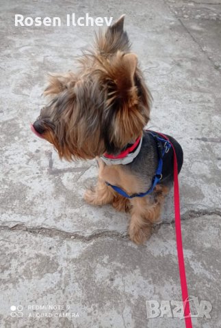 Хотел за кучета,зайци,гризачи ,птици и котки, снимка 2 - Ветеринари и услуги - 32793072