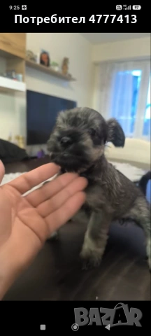 Цверг шнауцер, снимка 7 - Други - 53973681