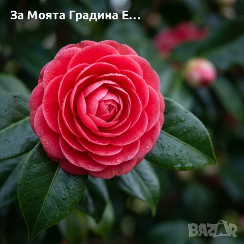 Камелия - Червена , снимка 4 - Градински цветя и растения - 54020690