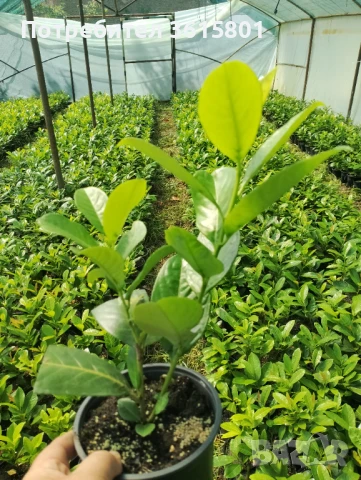 Лавровишна новита 4лв, снимка 7 - Градински цветя и растения - 51303378