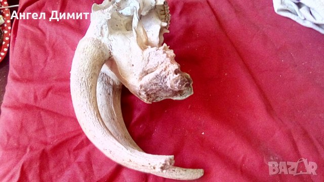 Череп от сръндак , снимка 8 - Антикварни и старинни предмети - 38115260