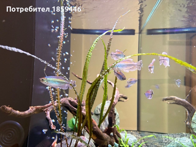 Конго тетри