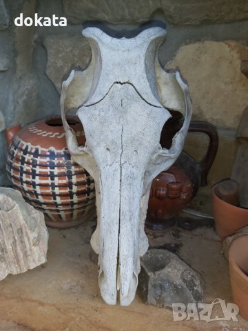 Стар череп от глиган