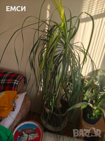 Продавам кактуси, НОЛИНА